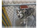Alaskan Malamute Mix DOG FOR ADOPTION RGADN-1013315 - NYX - Alaskan Malamute /