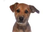 Labrador Retriever Mix DOG FOR ADOPTION RGADN-1013355 - Peaches - Labrador