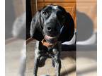 Bluetick Coonhound DOG FOR ADOPTION RGADN-1013421 - Trapper - Bluetick Coonhound