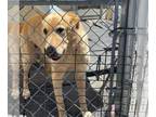 Labrador Retriever Mix DOG FOR ADOPTION RGADN-1013454 - Charlie - Labrador