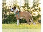 Boxer DOG FOR ADOPTION RGADN-1013501 - Lucy II - Boxer Dog For Adoption