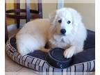 Great Pyrenees Mix DOG FOR ADOPTION RGADN-1013509 - VICTOR - Great Pyrenees /