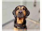 Black and Tan Coonhound DOG FOR ADOPTION RGADN-1013532 - BIG ALE - Black and Tan