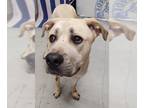 Mastador DOG FOR ADOPTION RGADN-1013534 - RUDY - Mastiff / Labrador Retriever /