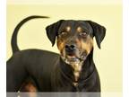 Black and Tan Coonhound Mix DOG FOR ADOPTION RGADN-1013567 - DUSTIN - Black and