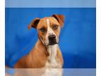 Boxer Mix DOG FOR ADOPTION RGADN-1013599 - GOOBER - Boxer / Mixed (short coat)