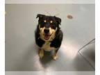 Rottweiler-Siberian Husky Mix DOG FOR ADOPTION RGADN-1013732 - TROUBLE -