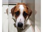 Beagle Mix DOG FOR ADOPTION RGADN-1013753 - *CLEO - Beagle / Mixed (medium coat)