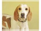 English Foxhound Mix DOG FOR ADOPTION RGADN-1013767 - LASAGNA - English Foxhound