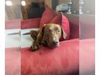 Labrador Retriever DOG FOR ADOPTION RGADN-1013783 - Indie Jones - Labrador