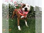 Bullboxer Pit DOG FOR ADOPTION RGADN-1013823 - Emmy - Boxer / Pit Bull Terrier /