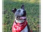 American Staffordshire Terrier Mix DOG FOR ADOPTION RGADN-1013835 - Deuce
