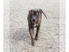 Boxer-Chocolate Labrador retriever Mix DOG FOR ADOPTION RGADN-1013908 - BUNNY -
