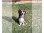 Australian Shepherd-Spaniel Mix DOG FOR ADOPTION RGADN-1014007 - Ella - Spaniel