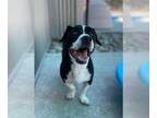Dachshund Mix DOG FOR ADOPTION RGADN-1014130 - *WILBUR - Dachshund / Mixed