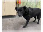 Labrador Retriever DOG FOR ADOPTION RGADN-1014132 - *LEXI - Labrador Retriever