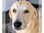Great Pyrenees DOG FOR ADOPTION RGADN-1014177 - Biscuit - Great Pyrenees Dog For