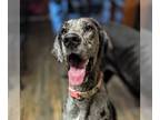 Great Dane DOG FOR ADOPTION RGADN-1014178 - Paris - Great Dane Dog For Adoption