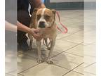 Boston Terrier-Boxer Mix DOG FOR ADOPTION RGADN-1014213 - ZION - Boxer / Boston