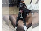 Great Dane DOG FOR ADOPTION RGADN-1014307 - Harmony - Great Dane Dog For