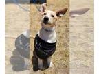 Carolina Dog Mix DOG FOR ADOPTION RGADN-1014363 - Bella - Carolina Dog / Mixed