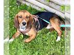 Beagle DOG FOR ADOPTION RGADN-1014383 - Roger Rabbit - Beagle Dog For Adoption