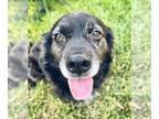 Pembroke Welsh Corgi-Spaniel Mix DOG FOR ADOPTION RGADN-1014418 - Wally Adoption