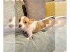 Jack Russell Terrier DOG FOR ADOPTION RGADN-1014434 - Randy - Jack Russell