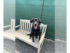 Labrador Retriever DOG FOR ADOPTION RGADN-1014459 - Pretty Penny - Labrador