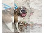 American Pit Bull Terrier Mix DOG FOR ADOPTION RGADN-1014516 - GROOT - Pit Bull