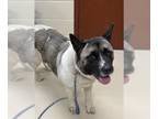 Akita DOG FOR ADOPTION RGADN-1014562 - WIND - Akita (medium coat) Dog For