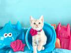 Adopt DAYLILY a Domestic Short Hair