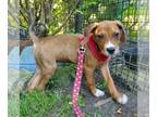 Bogle DOG FOR ADOPTION RGADN-1014654 - D91 litter Copic - Beagle / Boxer / Mixed