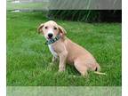 Labbe DOG FOR ADOPTION RGADN-1014665 - Bailey - Beagle / Labrador Retriever /