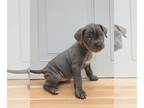 Boxador DOG FOR ADOPTION RGADN-1014671 - Zaria - Labrador Retriever / Boxer /