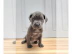 Boxador DOG FOR ADOPTION RGADN-1014675 - Early - Labrador Retriever / Boxer /