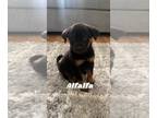 Akita-German Shepherd Dog Mix DOG FOR ADOPTION RGADN-1014676 - Alfalfa - German