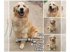 Golden Retriever DOG FOR ADOPTION RGADN-1014725 - Ace from Korea - Golden