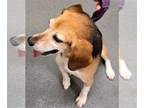 Beagle DOG FOR ADOPTION RGADN-1014788 - DA 1 Bopple Snoot - Beagle Dog For
