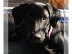 Labrador Retriever Mix DOG FOR ADOPTION RGADN-1014807 - Jett - Labrador