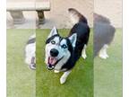 Mix DOG FOR ADOPTION RGADN-1014808 - Fluffy - Husky (long coat) Dog For