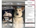 Mix DOG FOR ADOPTION RGADN-1014813 - Irina (Ready to go home July/August 2022)
