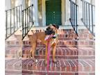 Boxer DOG FOR ADOPTION RGADN-1014814 - Nigel - Boxer Dog For Adoption