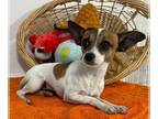 Jack-Rat Terrier DOG FOR ADOPTION RGADN-1014817 - Teenie - Jack Russell Terrier