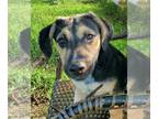 Basset Hound Mix DOG FOR ADOPTION RGADN-1014818 - Ruby - Basset Hound / Mixed