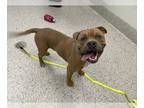 American Staffordshire Terrier DOG FOR ADOPTION RGADN-1014829 - *RED WINGS -