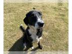 Borador DOG FOR ADOPTION RGADN-1014838 - DUKE - Labrador Retriever / Border