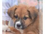 Collie-German Shepherd Dog Mix DOG FOR ADOPTION RGADN-1014869 - Honey - Collie /