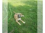 Labrador Retriever Mix DOG FOR ADOPTION RGADN-1014877 - SABLE-Courtesy -