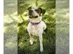 Staffordshire Bull Terrier DOG FOR ADOPTION RGADN-1014928 - Jelly -